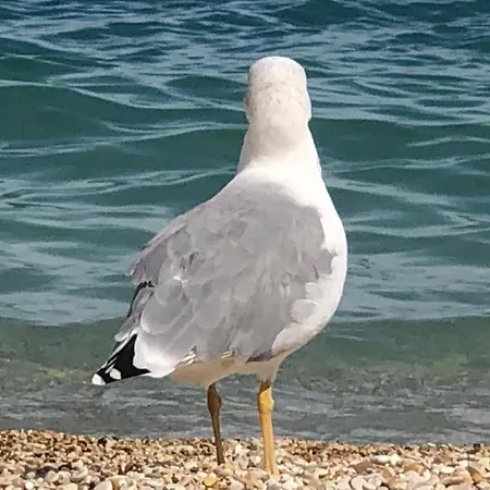 Apartment A A 350 Mt Dal Mare Marzocca di Senigallia
